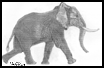 African Elephant