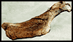 Edmontosaurus humerus
humerus