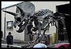 Triceratops skeleton